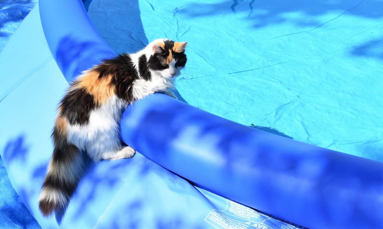 Katze am Pool